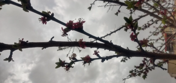 ما چند نفر :: Srgg