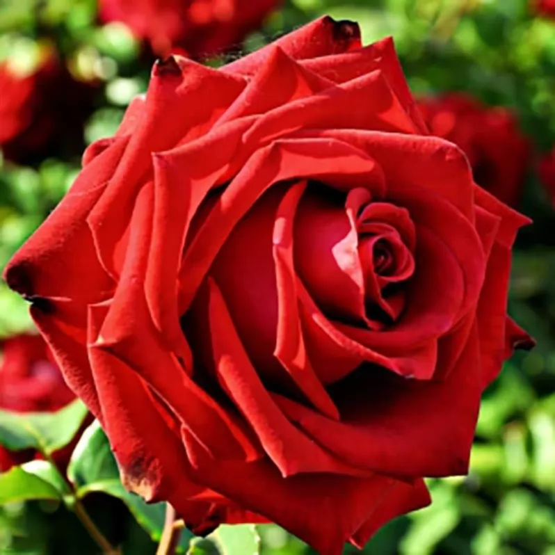 تو مثل دسته گل میمونی ❤❤❤❤💐💐💐
