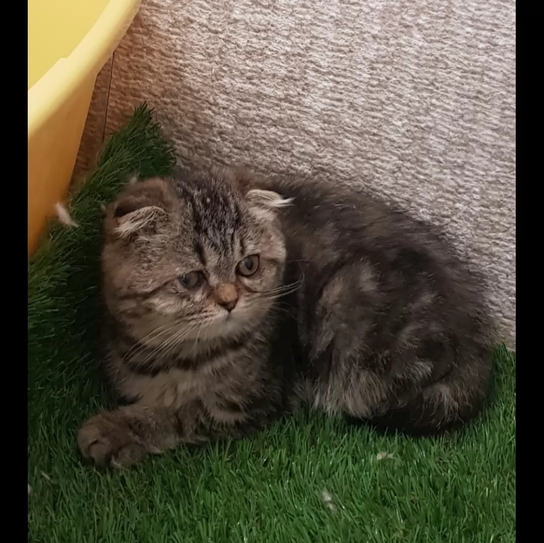 ناناسس🐈