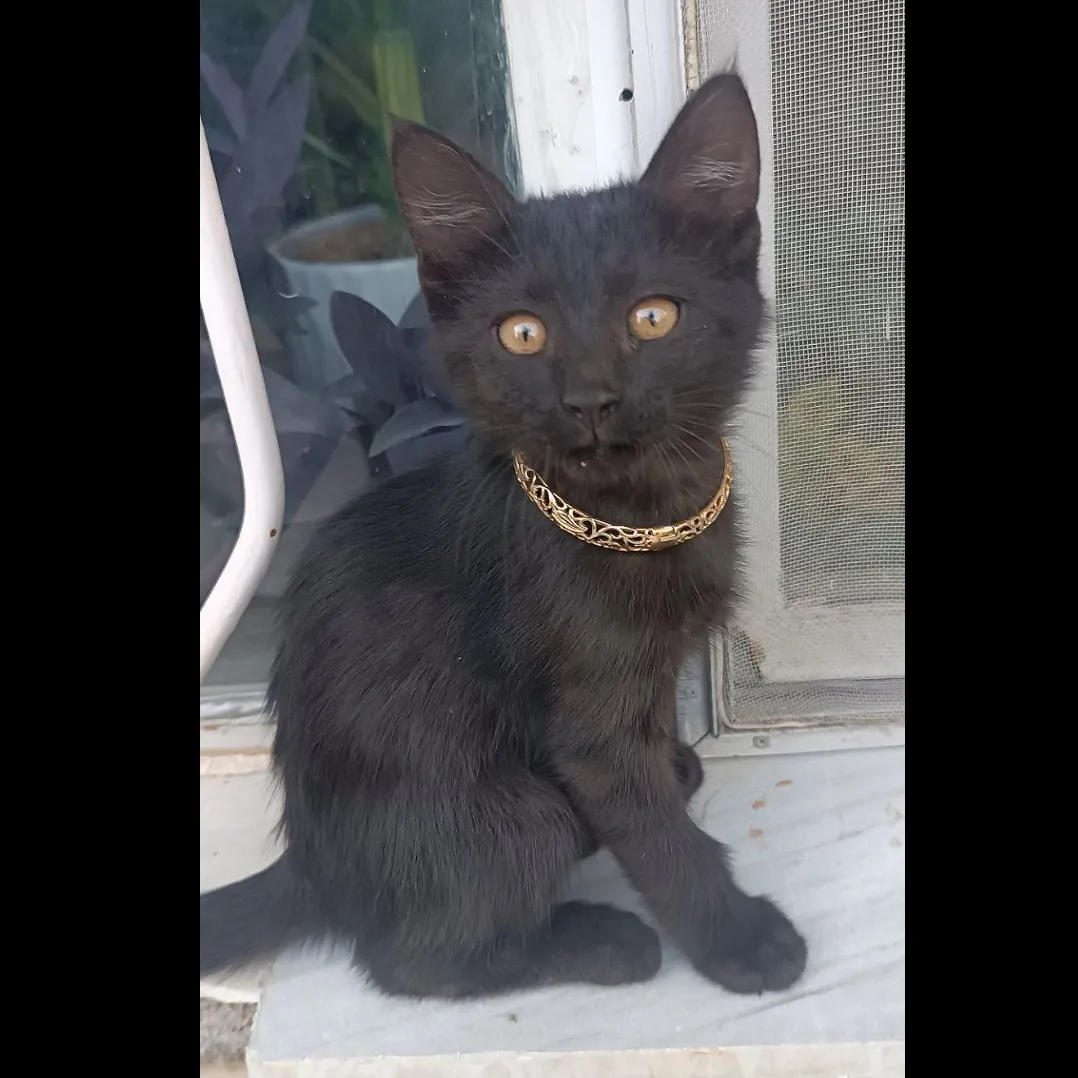 ننگ خانوم 😂🐈‍⬛