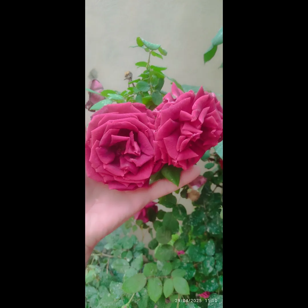 هر کسی لیاقت گل دادن نداره... مخصوصا ادم های دروغگو 