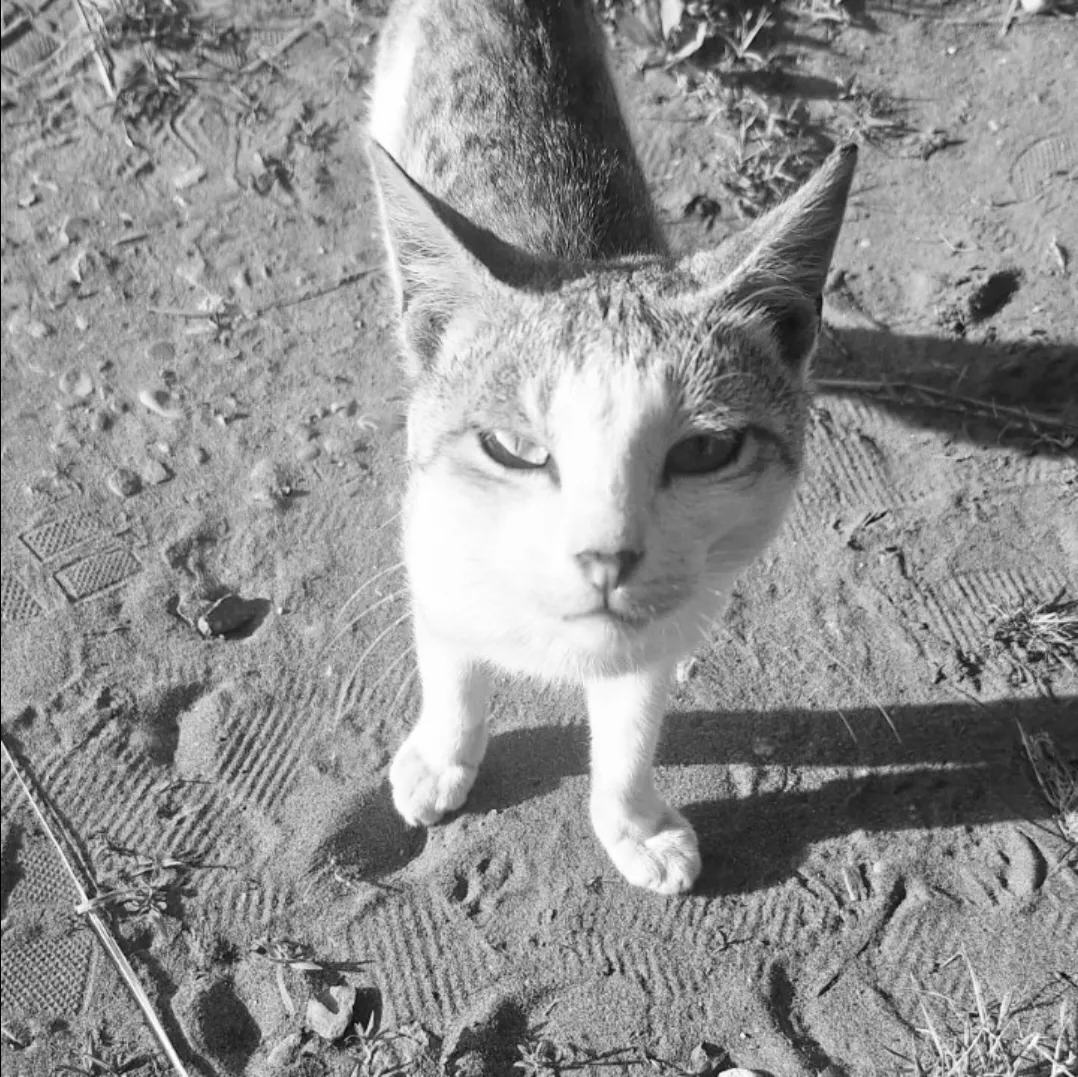 مرحومه پیشی  که میگفت: 🐶🐱🐀 ^_^[<]} ^[`¥꧁§<<>]}} ^_^[؟؟؟؟ ¡¡» ꧂¡روحش شاد گرامی باد 😂