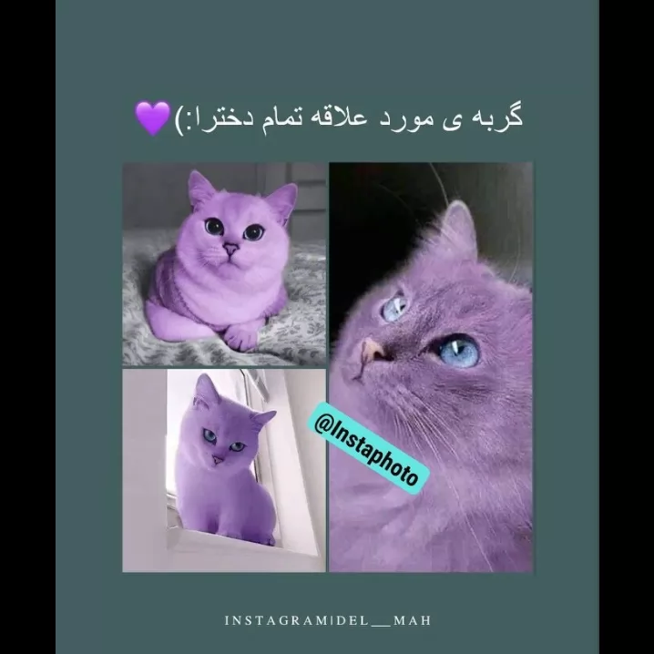 گربه 🥹