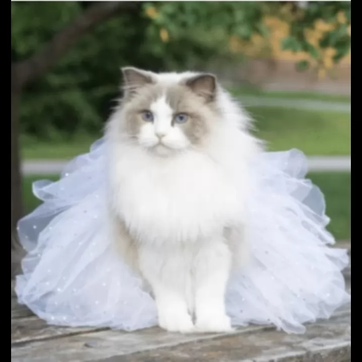 من عاشق گربهام 🐈