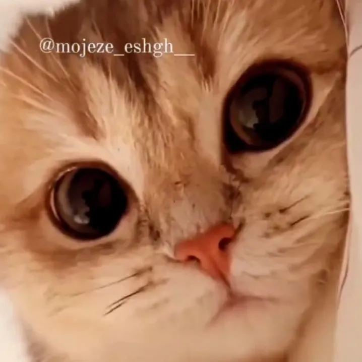 چقدر تو نازی 