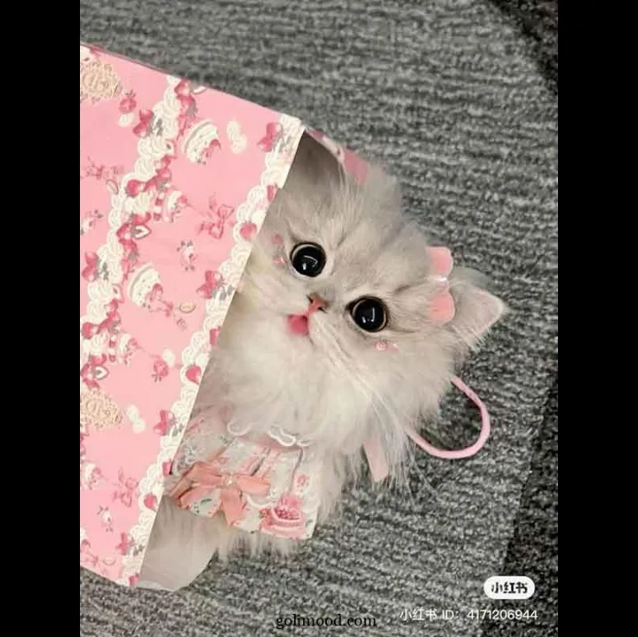 گربه‌ای که جوجه‌مو خوردو میبخشم ولی تورو نه .️ 