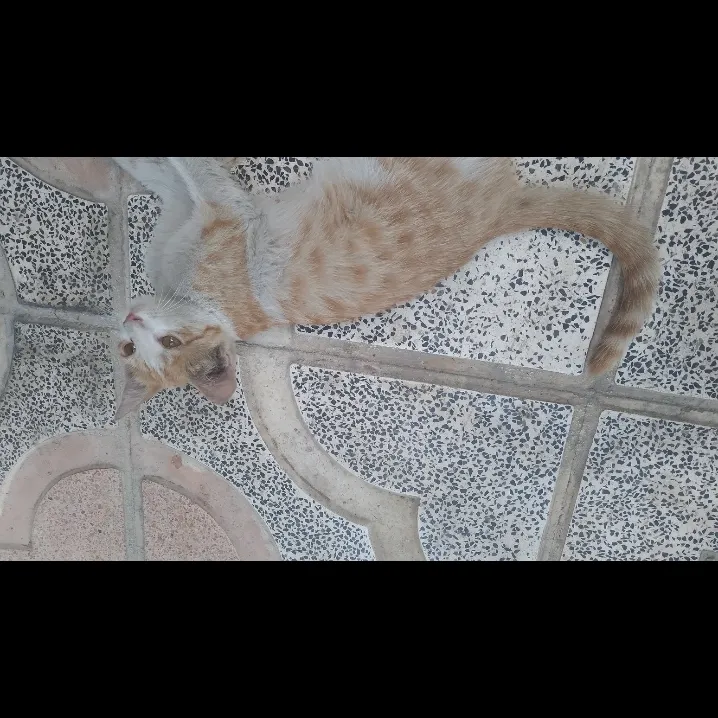 بنظر تون اسم ای گربه چی باشه خوبه 🐈🐈‍⬛🥰💋❤