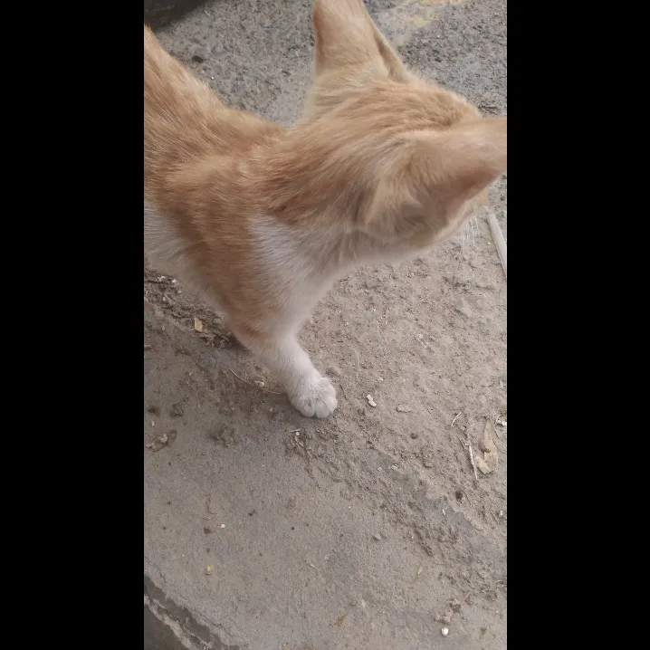 فدای بچم بشم