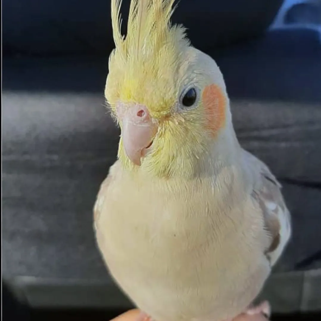 عشق دوم من 🦜🦜