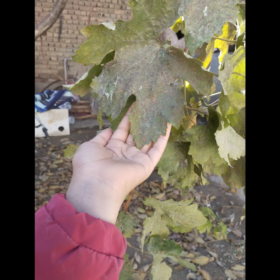 فصل زیبای پاییز🪾🪾