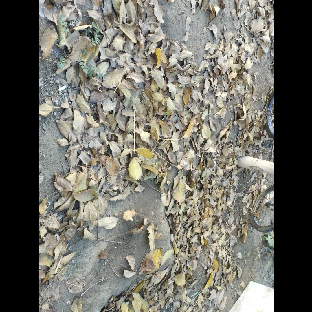 برگ های روی زمین افتاده رو نگاه کن🪾🪾🪾🫠🫠🫠🫠🫠🫠