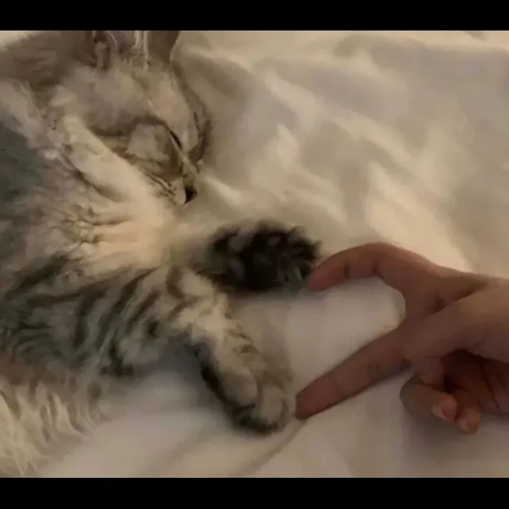 مثله گربه به یکی قلب بساز 🩵🎀