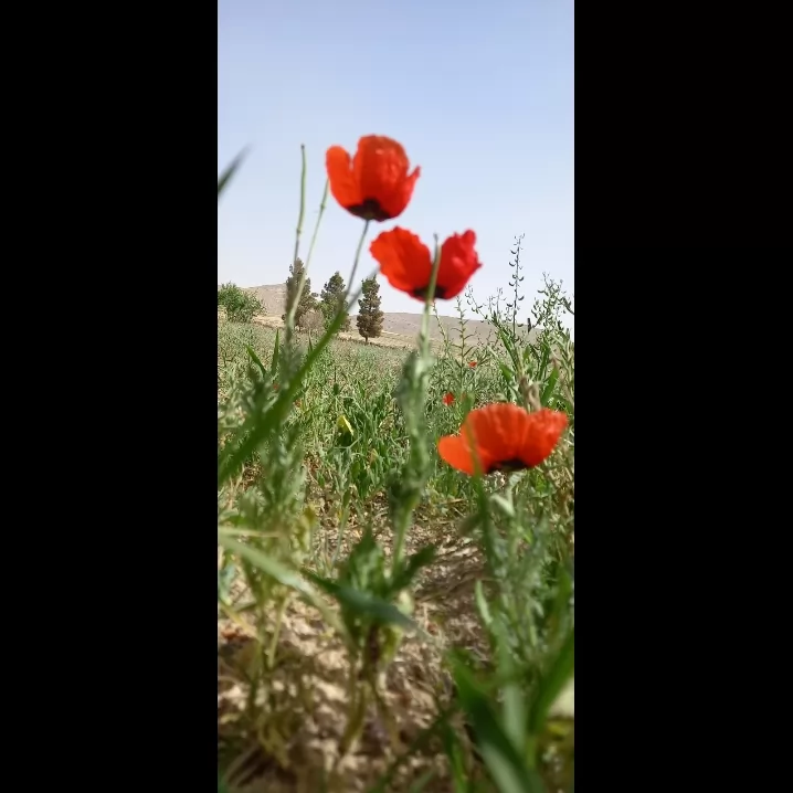 چند تا ع*** <br />
تو پیچ گذاشتم برو بقیش اون جاس