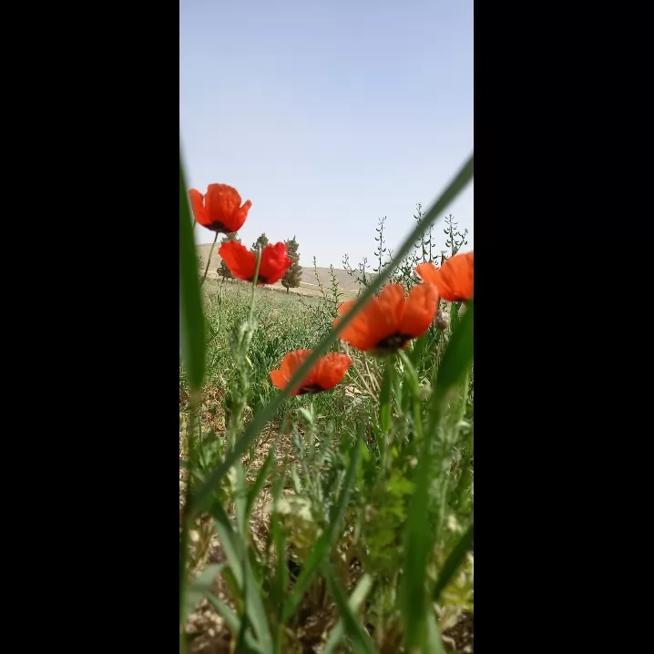 این یکیش 