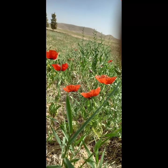 این یکیش<br />
بقیه عکسا تو پیج