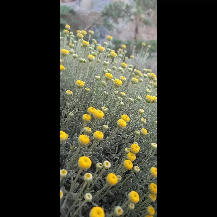 بقیش تو پیج