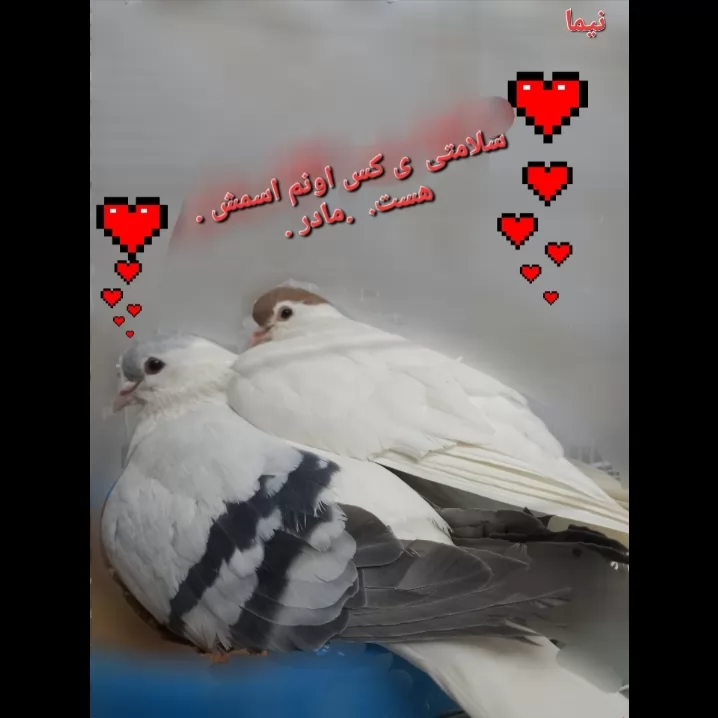 اون جا هایی رو که مات کردم بقیه قفس بوده.<br />
اون نو شت ش هم یه چیزی نوشته بودم بعد پاک کردم ینو نوشتم..