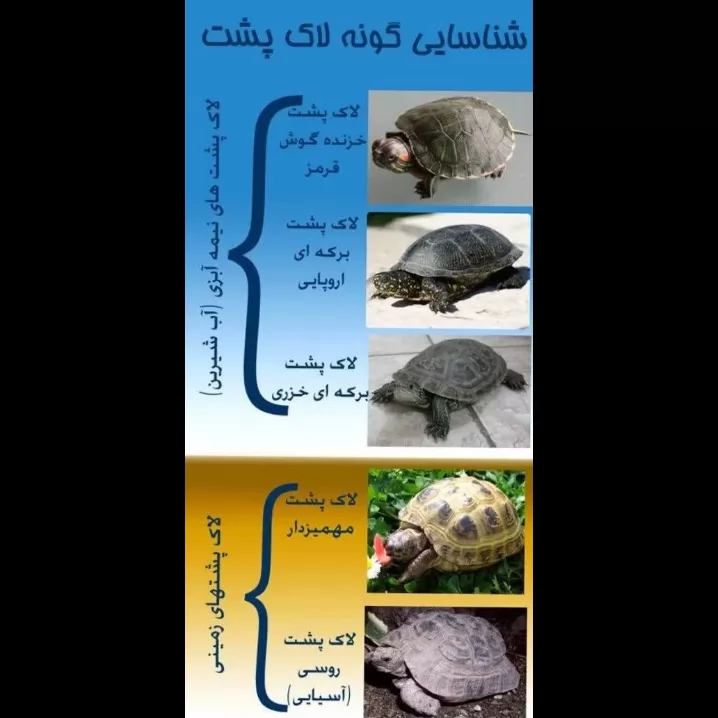 برای کسایی که میخوان نوع  لاک‌پشت هارو بدونن 