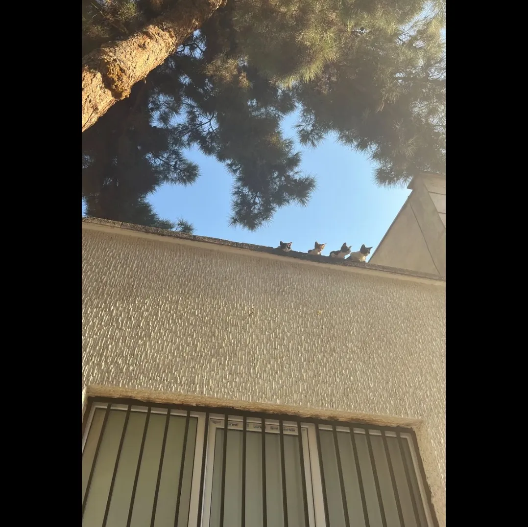 این گربه ها چی رو دید میزنن🤔🤔