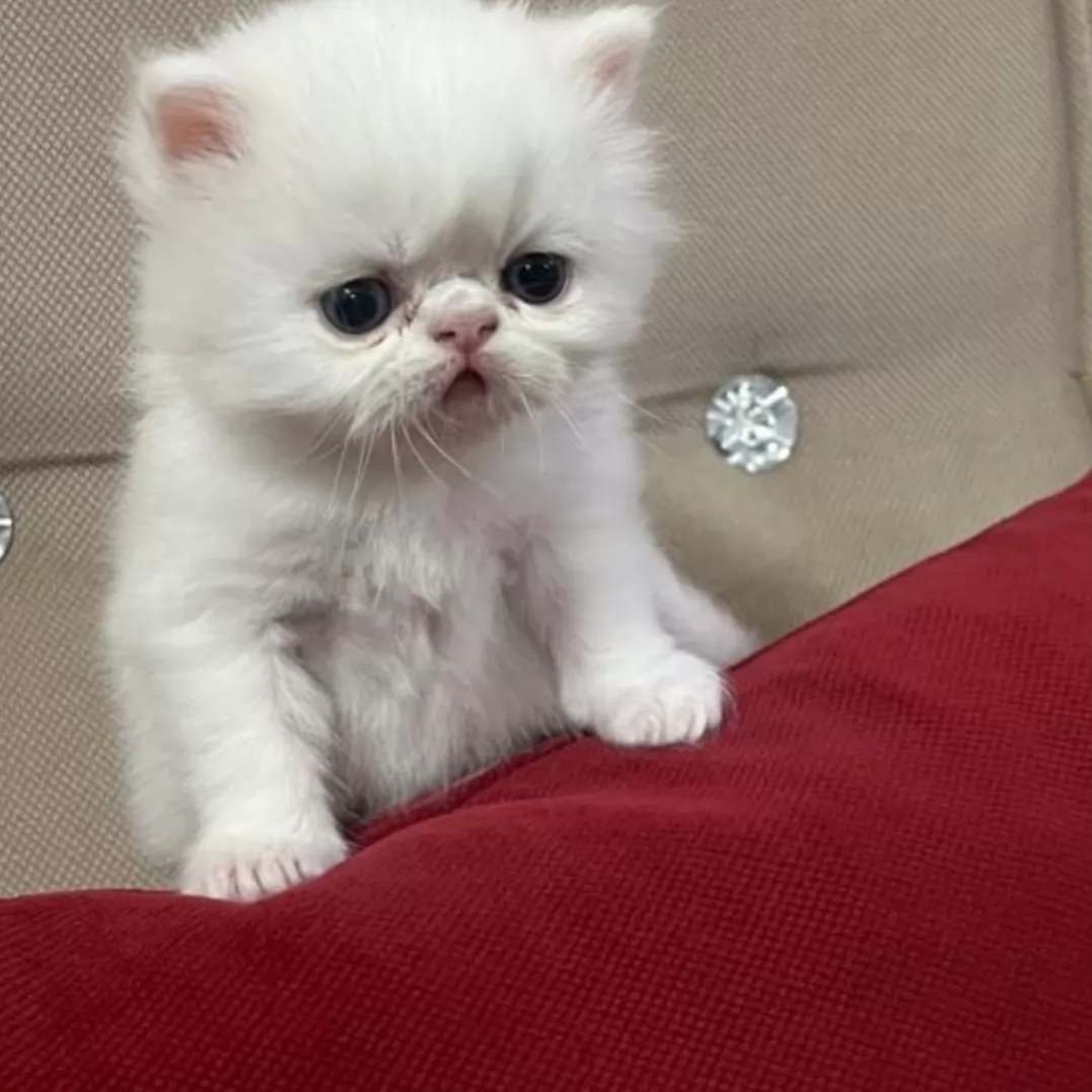 حداقل منو لایک نمیکنین😔این بچه رو لایک کنین😺🐈