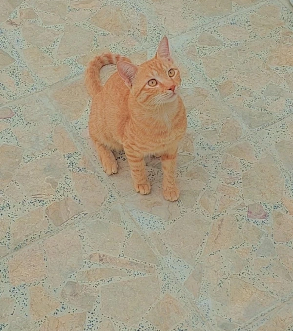 mobina