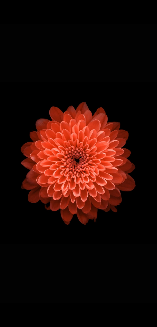فردین