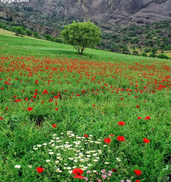 سیامک