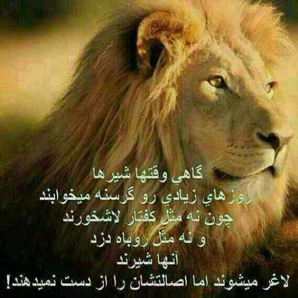 محمد