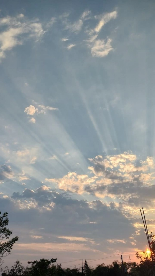 نرگس