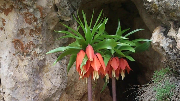 مندرلین