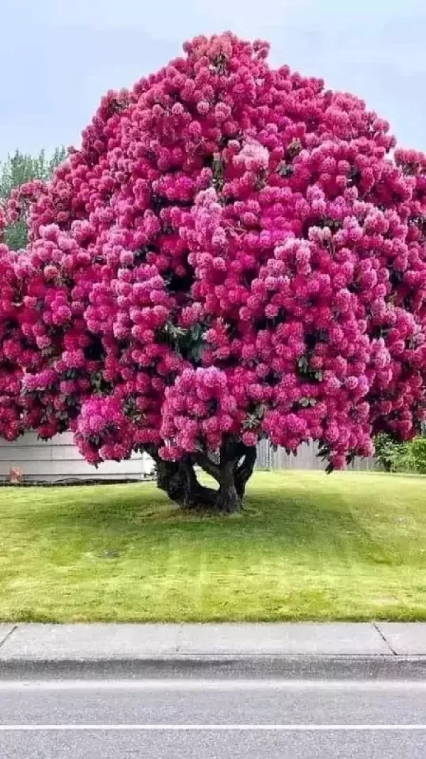 شایان