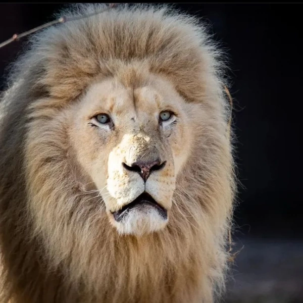 جاوید