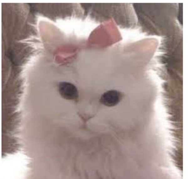 Ava