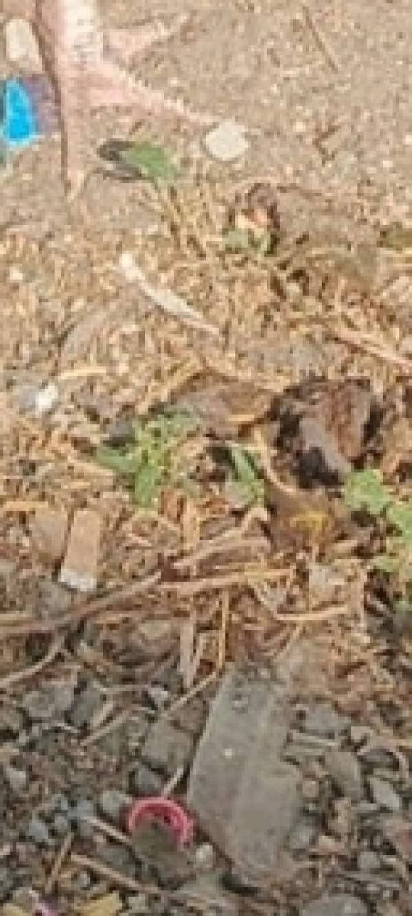 سلطان