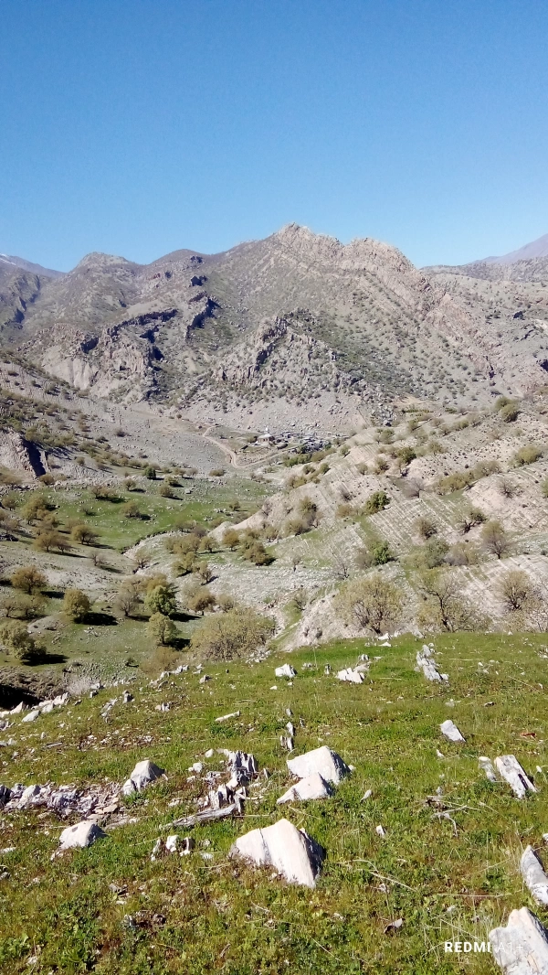 جاوید طاهری