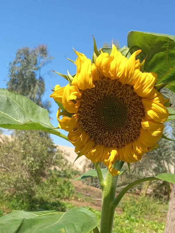 mahdi