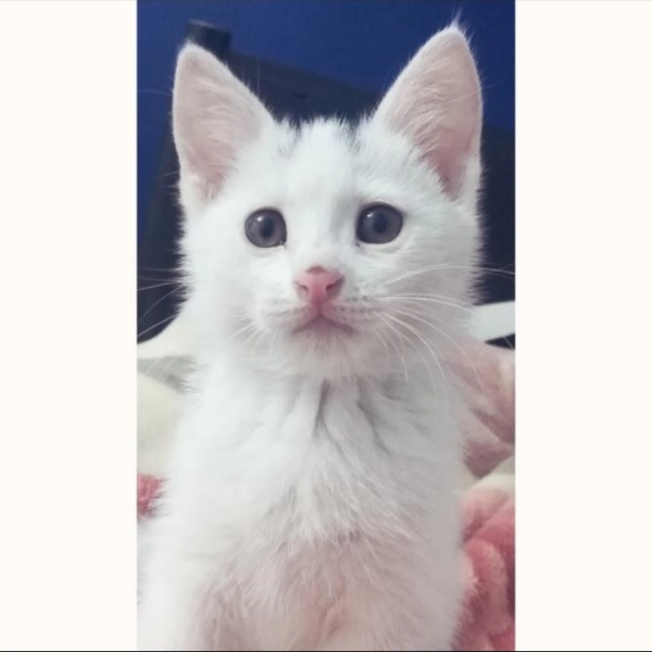mahdi