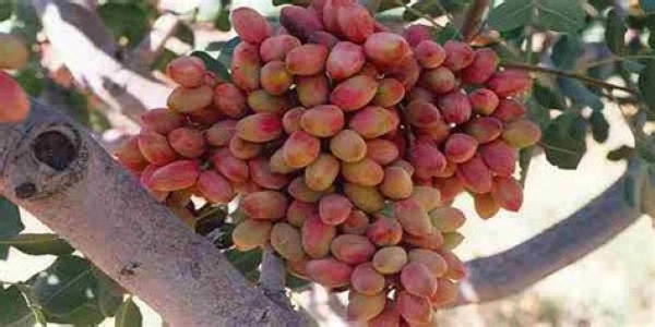 باغدار نمونه کشور باغ پسته سیرجان ومجردم