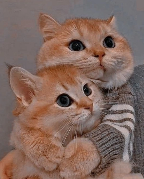الینا