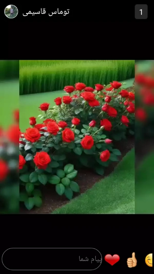 عاشق تنها
