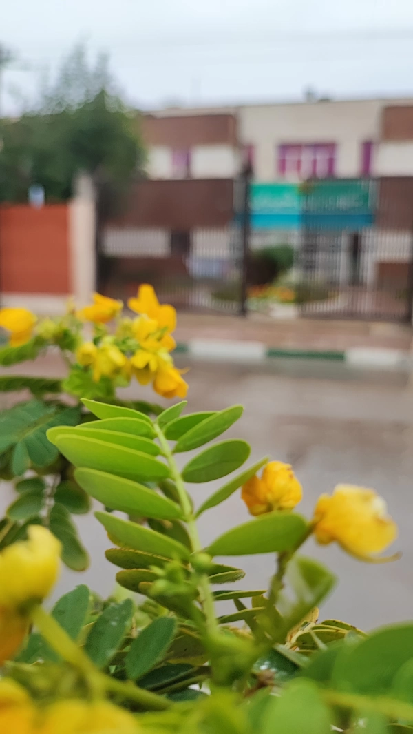 سیاره 3652