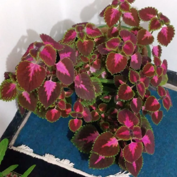 سیاره 6826