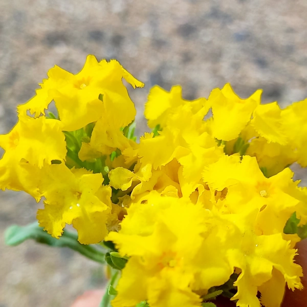 گل خوشبوه