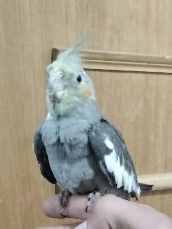 nima