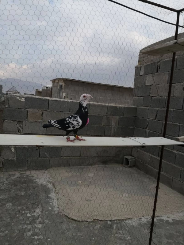 مهدی