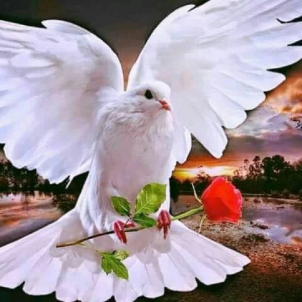 سیاره 6817