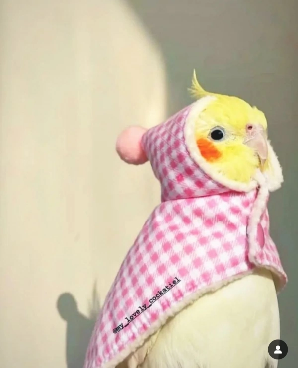 ابونجم