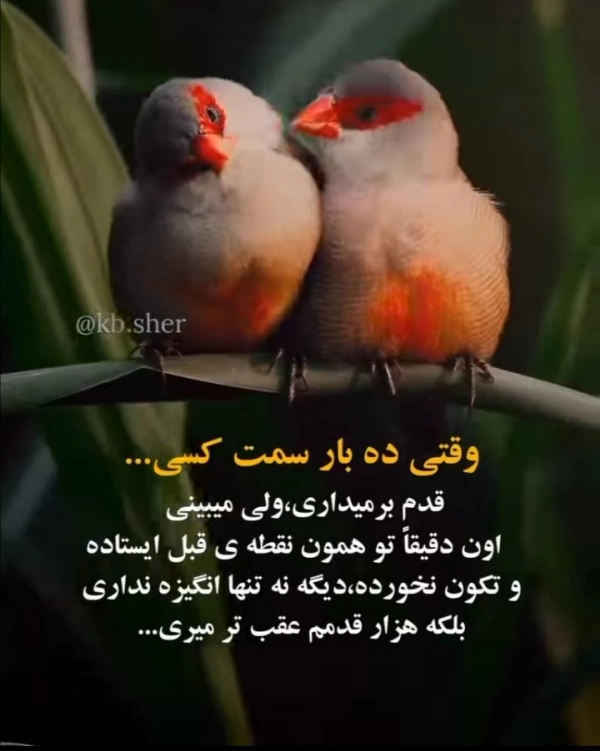 ایران امیر عباس نویدی نیا