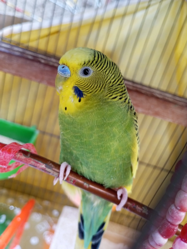 amirhosin