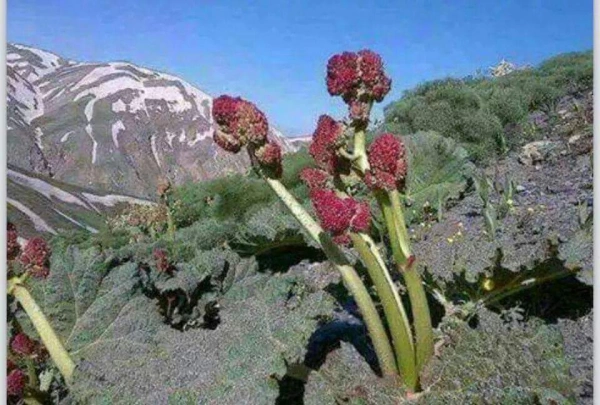 علی